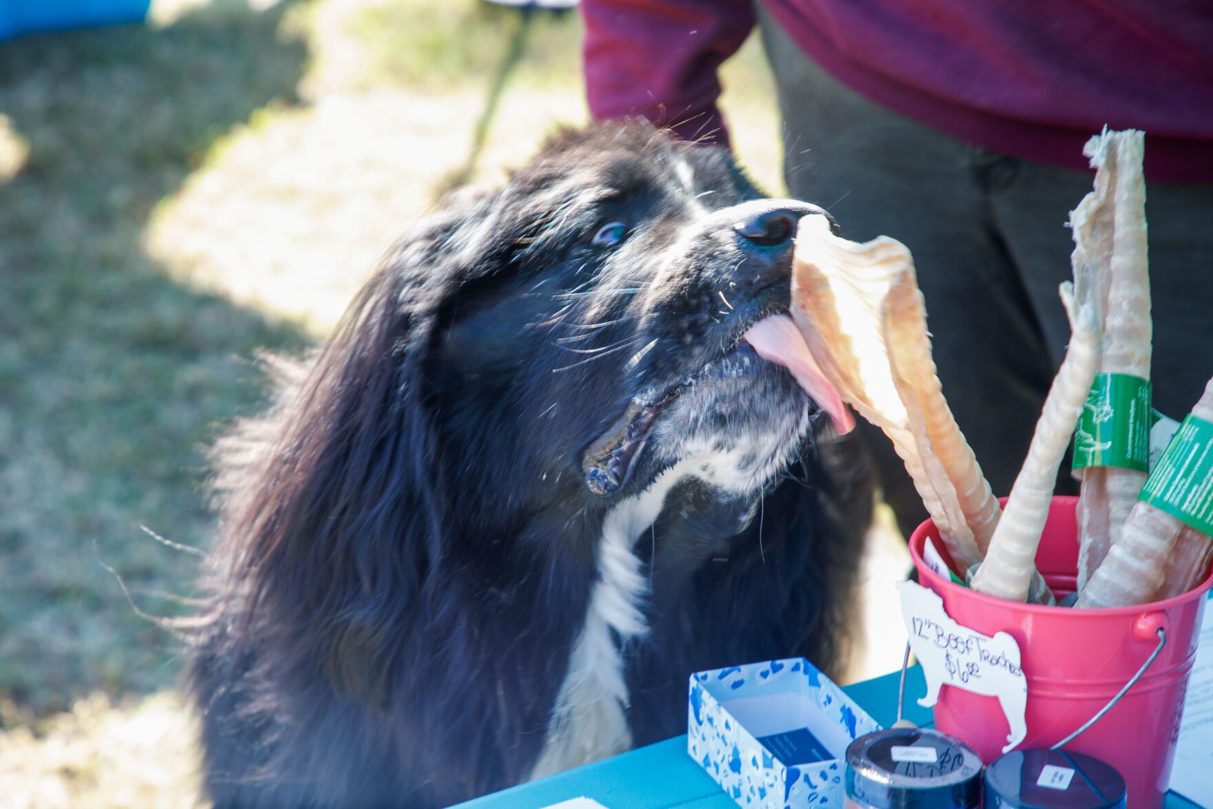 WSM Dogmore51 102322.jpg